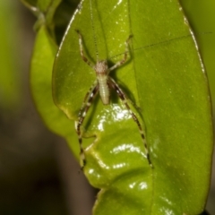 Phaneropterinae (subfamily) at Higgins, ACT - 21 Oct 2021 06:10 AM