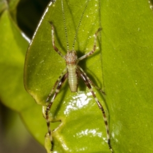 Phaneropterinae (subfamily) at Higgins, ACT - 21 Oct 2021 06:10 AM