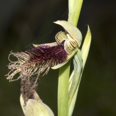 Calochilus platychilus (Purple Beard Orchid) at Point 5204 - 21 Oct 2021 by AlisonMilton