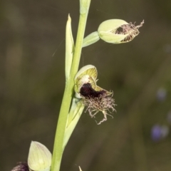 Calochilus platychilus at Point 5204 - suppressed