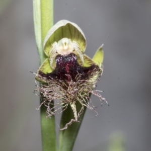 Calochilus platychilus at Point 5204 - suppressed