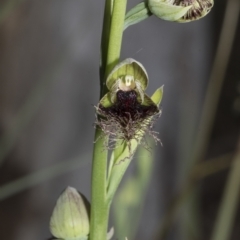 Calochilus platychilus at Point 5204 - suppressed