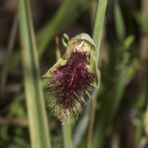 Calochilus platychilus at Point 5204 - suppressed