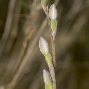 Thelymitra sp. at Molonglo Valley, ACT - suppressed