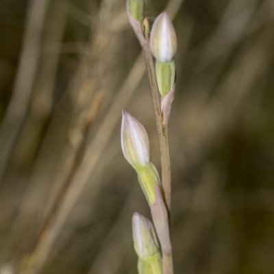 Thelymitra sp. (A Sun Orchid) at Molonglo Valley, ACT - 21 Oct 2021 by AlisonMilton