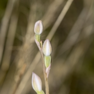 Thelymitra sp. at Molonglo Valley, ACT - suppressed