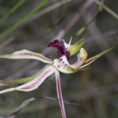 Caladenia atrovespa (Green-comb Spider Orchid) at Molonglo Valley, ACT - 20 Oct 2021 by AlisonMilton