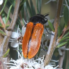 Castiarina rufipennis (Jewel beetle) at Molonglo Valley, ACT - 22 Dec 2021 by Harrisi