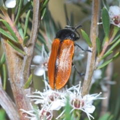 Castiarina rufipennis at Molonglo Valley, ACT - 22 Dec 2021 05:48 PM