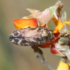 Ethonion reichei (A jewel beetle) at Mount Clear, ACT - 21 Dec 2021 by Harrisi