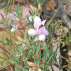 Lotus australis at Mount Clear, ACT - 21 Dec 2021 12:03 PM