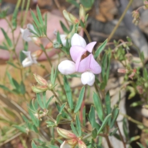Lotus australis at Mount Clear, ACT - 21 Dec 2021 12:03 PM