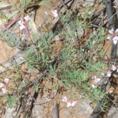 Lotus australis at Mount Clear, ACT - 21 Dec 2021 12:03 PM