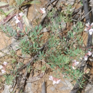Lotus australis at Mount Clear, ACT - 21 Dec 2021 12:03 PM