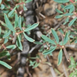 Lotus australis at Mount Clear, ACT - 21 Dec 2021 12:03 PM