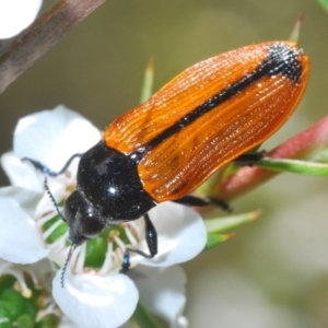 Castiarina rufipennis at Paddys River, ACT - 20 Dec 2021