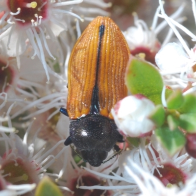 Castiarina subpura (A jewel beetle) at Paddys River, ACT - 19 Dec 2021 by Harrisi