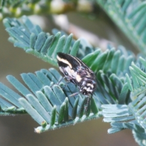 Agrilus hypoleucus at Paddys River, ACT - 20 Dec 2021