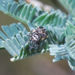 Agrilus hypoleucus at Paddys River, ACT - 20 Dec 2021