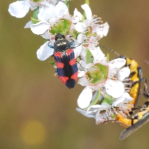 Castiarina kershawi at Paddys River, ACT - 20 Dec 2021