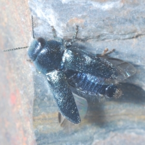 Neocuris pubescens at Paddys River, ACT - 20 Dec 2021