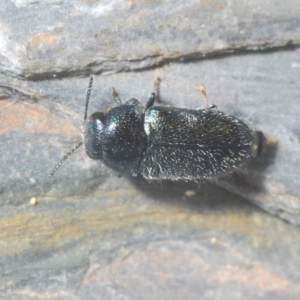 Neocuris pubescens at Paddys River, ACT - 20 Dec 2021