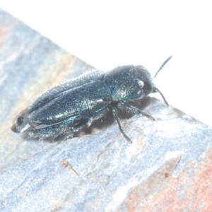 Neocuris pubescens at Paddys River, ACT - 20 Dec 2021