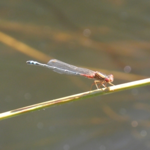 Xanthagrion erythroneurum at Goulburn, NSW - 21 Dec 2021