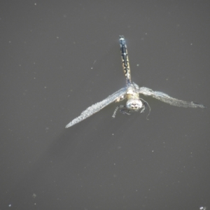 Hemicordulia tau at Goulburn, NSW - 21 Dec 2021