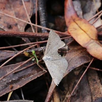 Unidentified Moth (Lepidoptera) at Bournda, NSW - 19 Dec 2021 by KylieWaldon