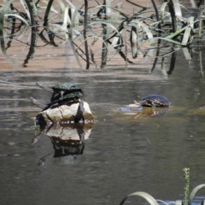 Chelodina longicollis at Goulburn, NSW - 21 Dec 2021