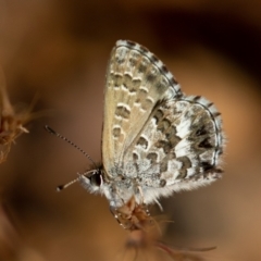 Neolucia agricola (Fringed Heath-blue) at Old Adaminaby, NSW - 22 Dec 2021 by rawshorty