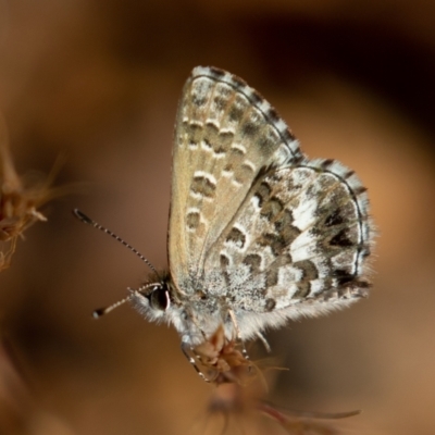 Neolucia agricola (Fringed Heath-blue) at Old Adaminaby, NSW - 21 Dec 2021 by rawshorty