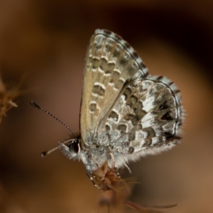 Neolucia agricola at Old Adaminaby, NSW - 22 Dec 2021