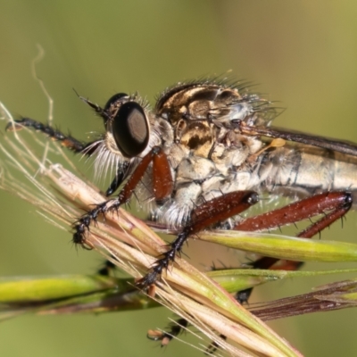 Zosteria sp. (genus) (Common brown robber fly) at Old Adaminaby, NSW - 22 Dec 2021 by rawshorty