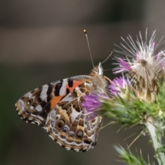 Vanessa kershawi (Australian Painted Lady) at Old Adaminaby, NSW - 21 Dec 2021 by rawshorty