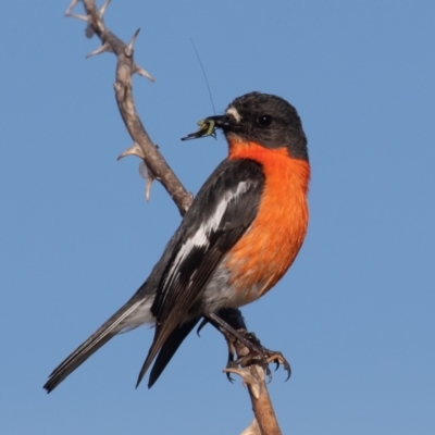 Petroica phoenicea (Flame Robin) at Old Adaminaby, NSW - 21 Dec 2021 by rawshorty