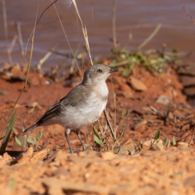 Epthianura albifrons (White-fronted Chat) at Old Adaminaby, NSW - 21 Dec 2021 by rawshorty