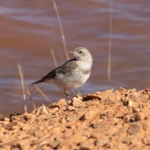 Epthianura albifrons at Old Adaminaby, NSW - 21 Dec 2021