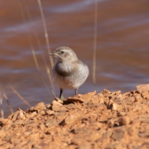 Epthianura albifrons at Old Adaminaby, NSW - 21 Dec 2021