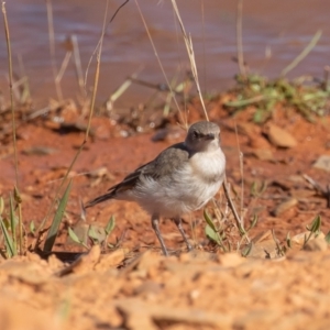 Epthianura albifrons at Old Adaminaby, NSW - 21 Dec 2021