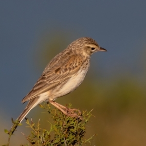 Anthus australis at Old Adaminaby, NSW - 22 Dec 2021