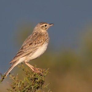 Anthus australis at Old Adaminaby, NSW - 22 Dec 2021