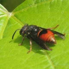 Paralastor sp. (genus) at Conder, ACT - 10 Nov 2021