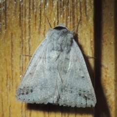 Pantydia sparsa (Noctuid Moth) at Pollinator-friendly garden Conder - 25 Nov 2021 by michaelb