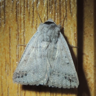 Pantydia sparsa (Noctuid Moth) at Pollinator-friendly garden Conder - 25 Nov 2021 by michaelb