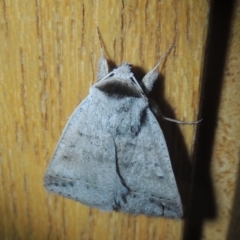 Pantydia sparsa at Conder, ACT - 25 Nov 2021 09:04 PM