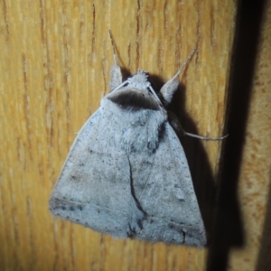 Pantydia sparsa at Conder, ACT - 25 Nov 2021 09:04 PM