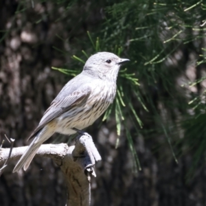 Pachycephala rufiventris at Stromlo, ACT - 21 Dec 2021