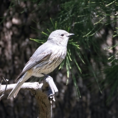 Pachycephala rufiventris (Rufous Whistler) at Stromlo, ACT - 21 Dec 2021 by jb2602